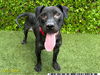 adoptable Dog in Royal Palm Beach, FL named BUMBLE