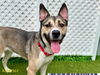 adoptable Dog in Royal Palm Beach, FL named SIERRA