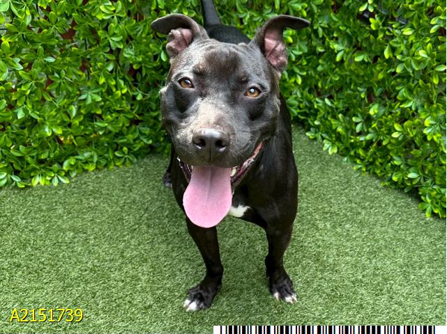 adoptable Dog in Royal Palm Beach, FL named BLACK JACK