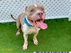 adoptable Dog in Royal Palm Beach, FL named PABLO