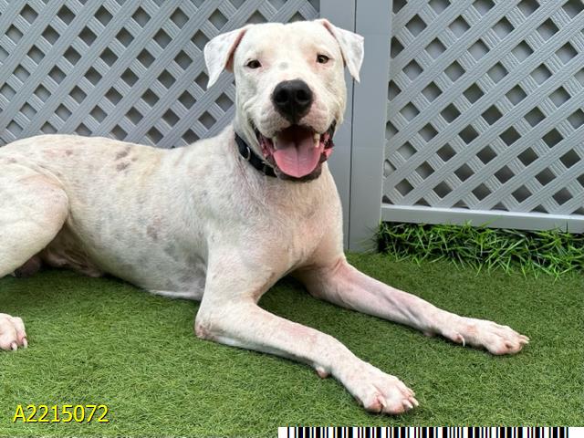 adoptable Dog in Royal Palm Beach, FL named BILLY MADISON