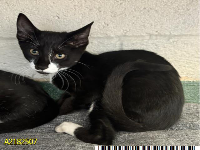 adoptable Cat in Royal Palm Beach, FL named MINION MO