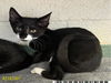 adoptable Cat in Royal Palm Beach, FL named MINION MO