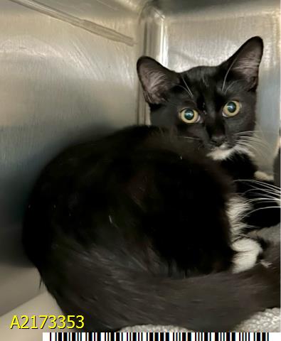 adoptable Cat in Royal Palm Beach, FL named SALLY