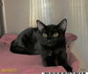 adoptable Cat in Royal Palm Beach, FL named YVETTE