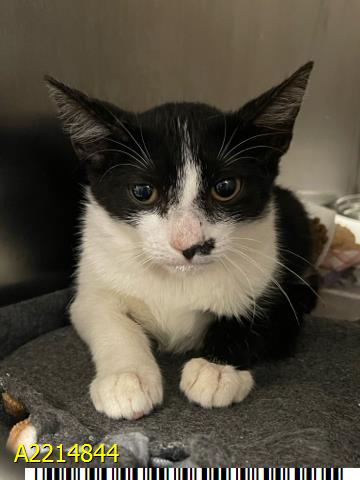 adoptable Cat in Royal Palm Beach, FL named CHICKIE