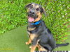 adoptable Dog in Royal Palm Beach, FL named KAI