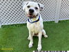 adoptable Dog in Royal Palm Beach, FL named WARHOL