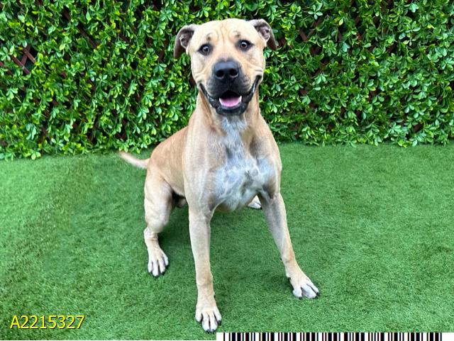 adoptable Dog in Royal Palm Beach, FL named POOH BEAR