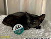 adoptable Cat in Royal Palm Beach, FL named CARBON