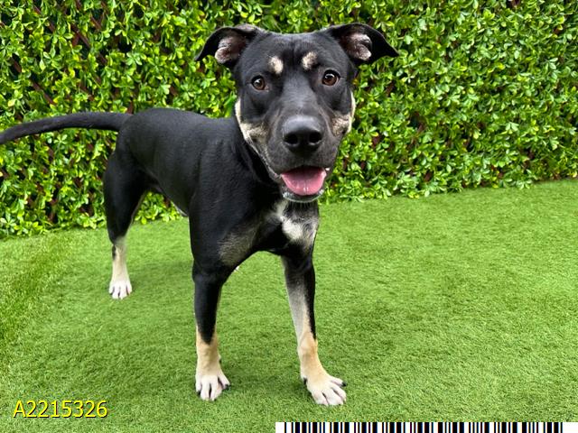 adoptable Dog in Royal Palm Beach, FL named RAMONE