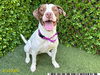 adoptable Dog in Royal Palm Beach, FL named SISSY