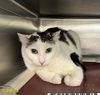 adoptable Cat in Royal Palm Beach, FL named ALEX