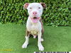 adoptable Dog in Royal Palm Beach, FL named CHUCKLES