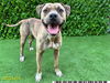 adoptable Dog in Royal Palm Beach, FL named KARO