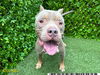 adoptable Dog in Royal Palm Beach, FL named LEGEND