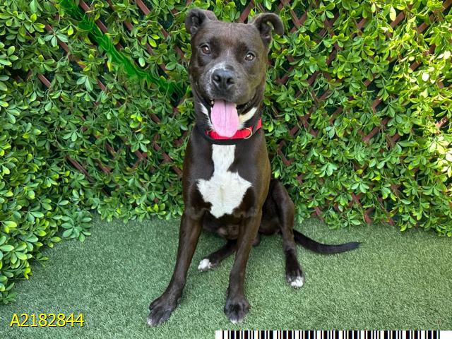 adoptable Dog in Royal Palm Beach, FL named CHOCO