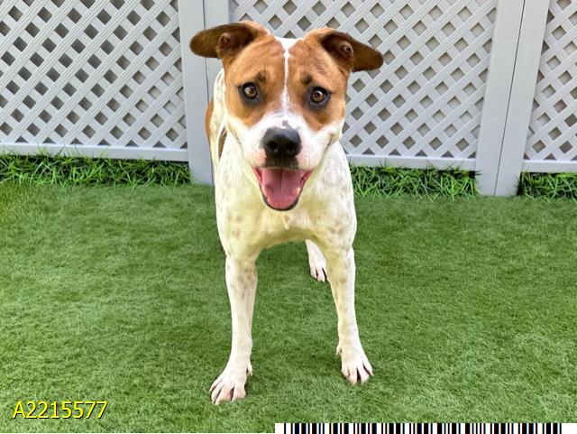 adoptable Dog in Royal Palm Beach, FL named LADY