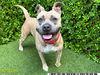 adoptable Dog in Royal Palm Beach, FL named ZOEY