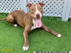 adoptable Dog in Royal Palm Beach, FL named OLLIE