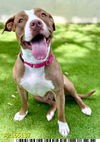 adoptable Dog in Royal Palm Beach, FL named MS BUBBLEGUM