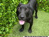 adoptable Dog in Royal Palm Beach, FL named MARCUS