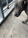 adoptable Dog in Royal Palm Beach, FL named MIRAGE