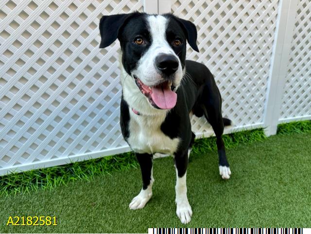 adoptable Dog in Royal Palm Beach, FL named VALENTINE