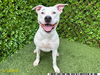 adoptable Dog in Royal Palm Beach, FL named MILA