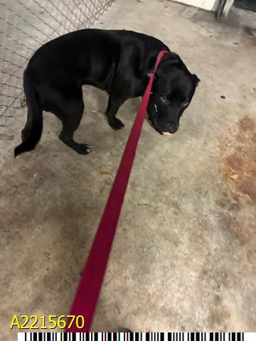 adoptable Dog in Royal Palm Beach, FL named JET