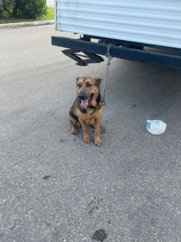 adoptable Dog in Royal Palm Beach, FL named LOBA