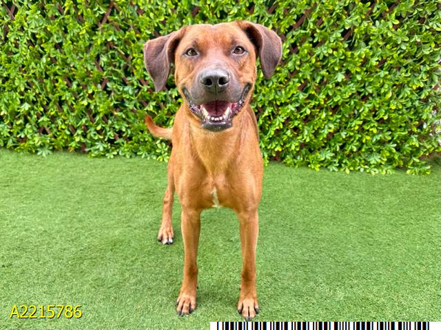 adoptable Dog in Royal Palm Beach, FL named FOZZIE BEAR