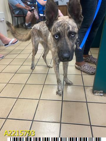 adoptable Dog in Royal Palm Beach, FL named ADELE