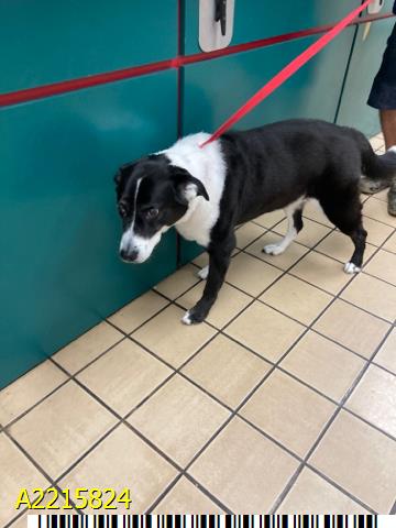 adoptable Dog in Royal Palm Beach, FL named BELLA