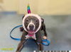 adoptable Dog in Royal Palm Beach, FL named ROXY