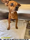 adoptable Dog in Royal Palm Beach, FL named LOLA