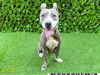 adoptable Dog in Royal Palm Beach, FL named SEQUOIA