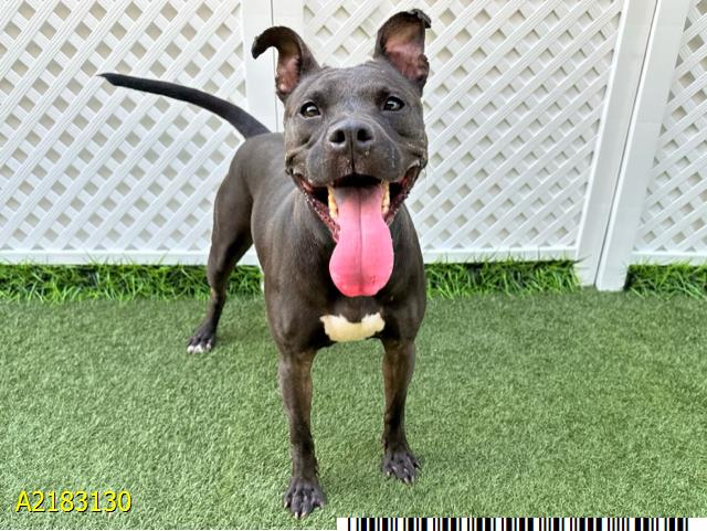 adoptable Dog in Royal Palm Beach, FL named VESTA