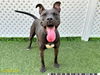 adoptable Dog in Royal Palm Beach, FL named VESTA