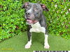 adoptable Dog in Royal Palm Beach, FL named HARMONY