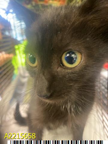 adoptable Cat in Royal Palm Beach, FL named BRIGHT