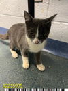 adoptable Cat in Royal Palm Beach, FL named MAX