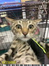 adoptable Cat in , FL named BLINK