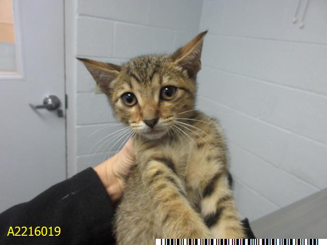 adoptable Cat in Royal Palm Beach, FL named CUPID