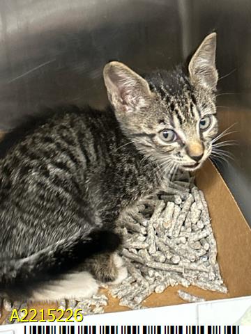 adoptable Cat in Royal Palm Beach, FL named MITTENS