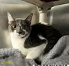 adoptable Cat in Royal Palm Beach, FL named SENECA