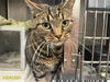 adoptable Cat in , FL named CALLY