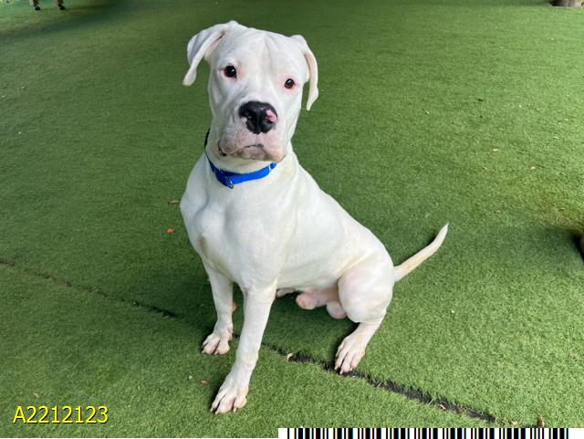 adoptable Dog in Royal Palm Beach, FL named GHOST