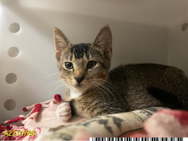 adoptable Cat in Royal Palm Beach, FL named PAISLEY