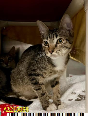 adoptable Cat in Royal Palm Beach, FL named TROOPER